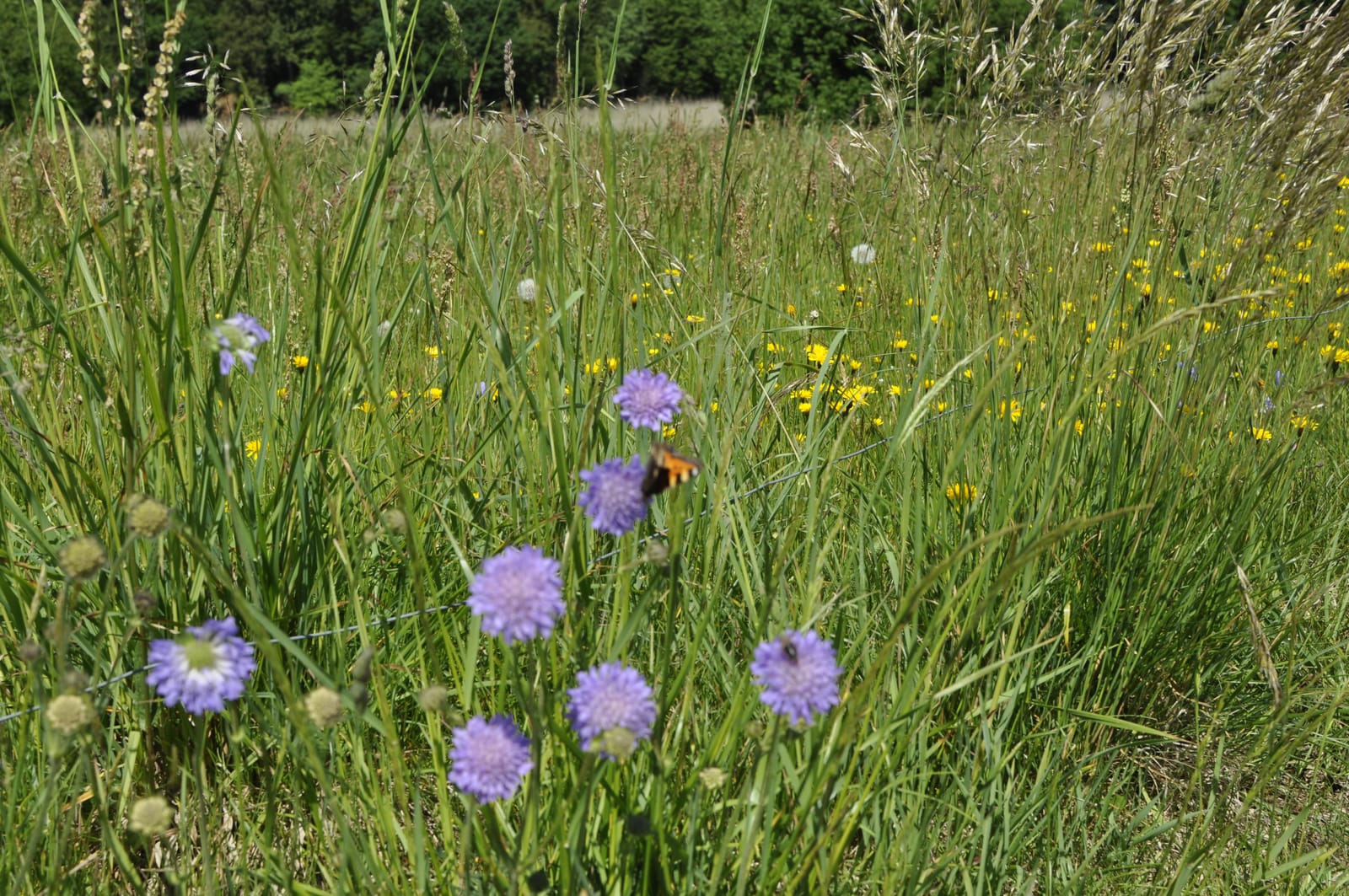 Blühende Wiese mit Acker-Witwenblumen und Hummel