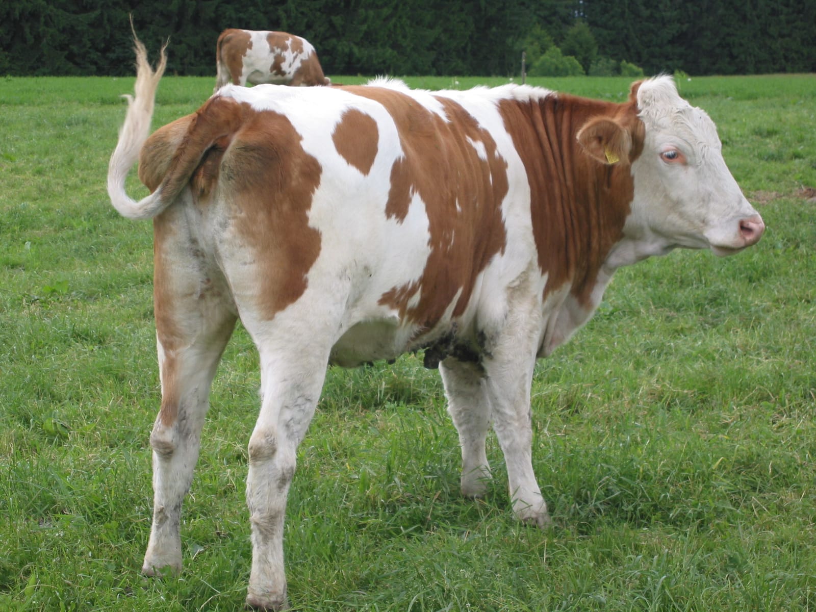 Fleckviehkuh auf der Weide