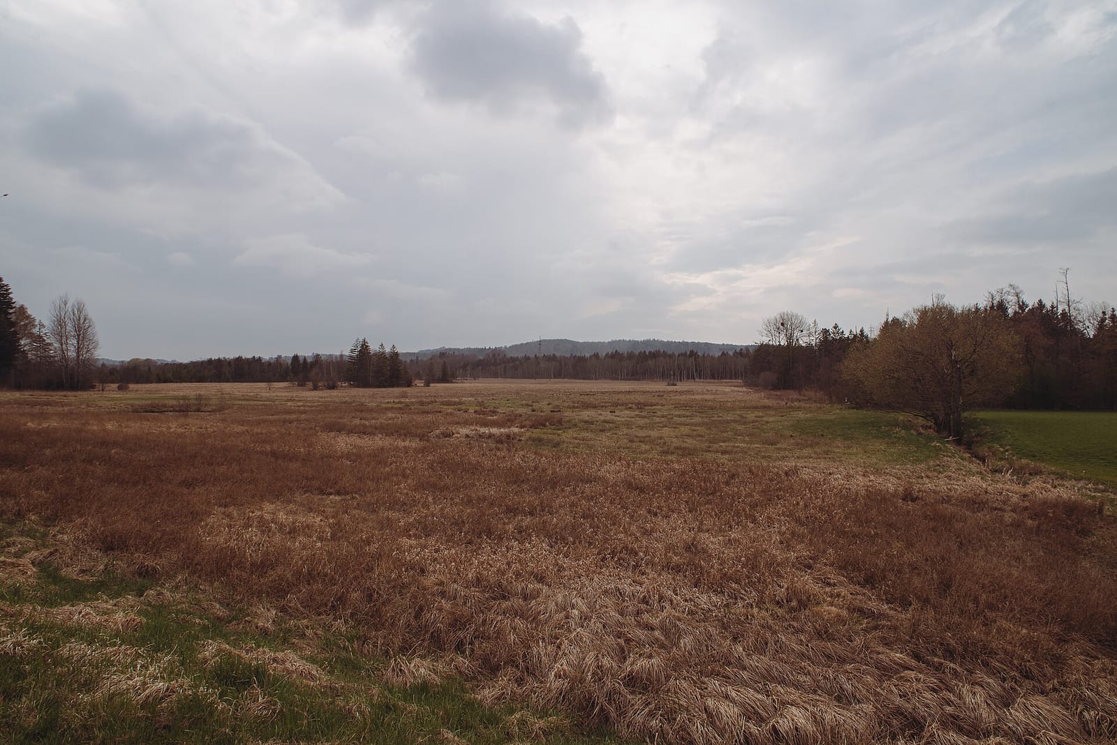 Blick über das Leutstettener Moos.