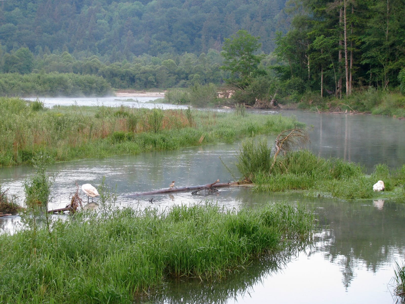Die Isar im Bereich der Pupplinger Au bei Wolfratshausen, mit Höckerschwänen und Gänsesäger