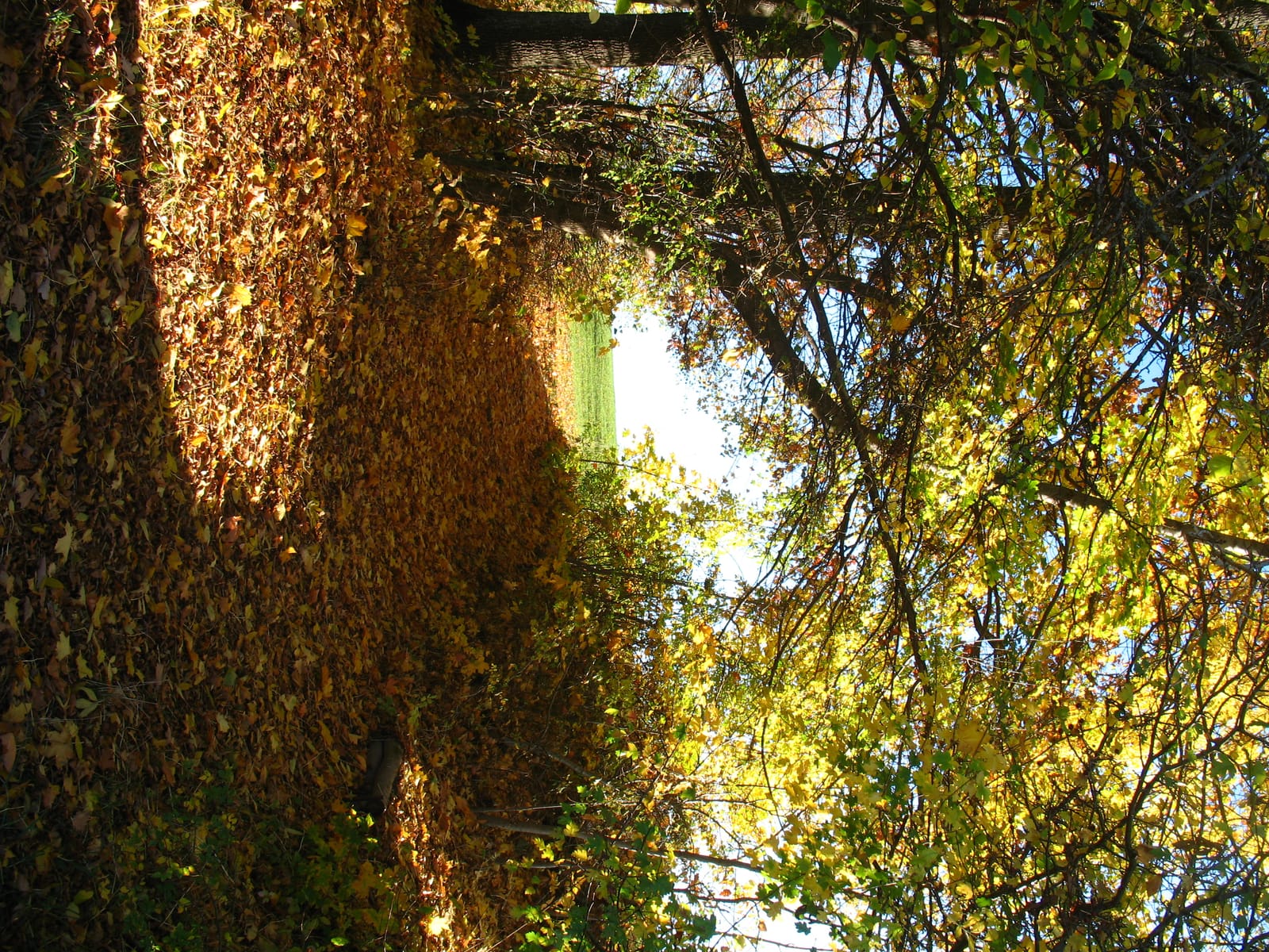 Herbstlicher Laubweg im goldenen Licht