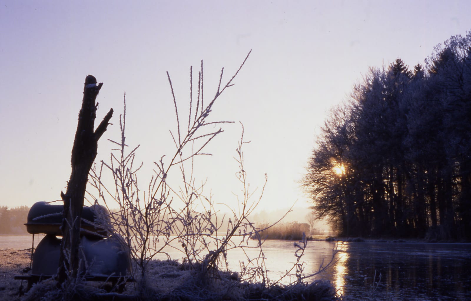 Raureif am Ufer im winterlichen Gegenlicht (Dia-Scan)