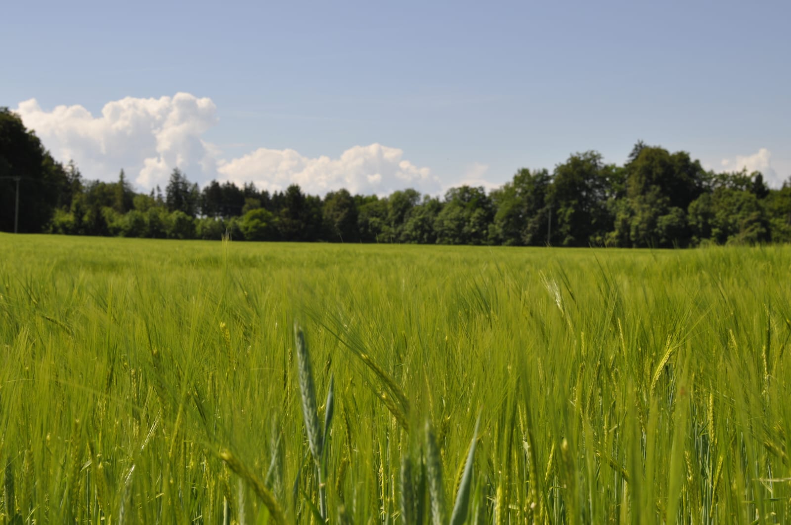 Reifendes Getreidefeld im Frühsommer